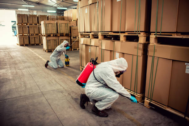 Best Flea Control Services  in Mmaduke, AR