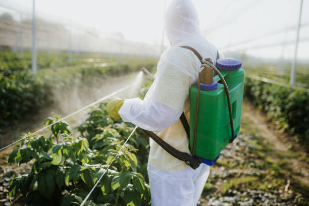Best Wasp Removal Services  in Mmaduke, AR